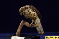 鳳頭蒼鷹藏品圖，第8張